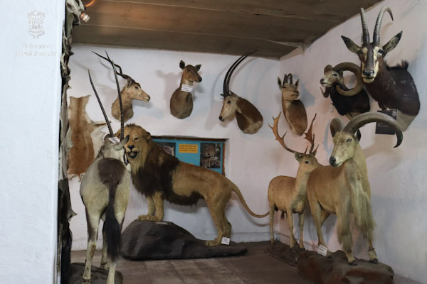 Ejemplares disecados del Serengueti en Zoológico de Morelia