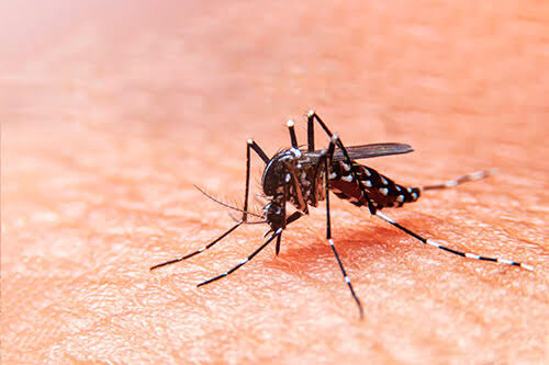 Michoacán, estado libre de Zika y Chikungunya