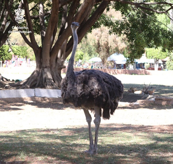 Zoológico de Morelia alberga a las aves más grandes del mundo