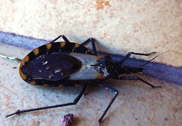 Limpieza en casas evita proliferación de chinches portadoras de la enfermedad de Chagas