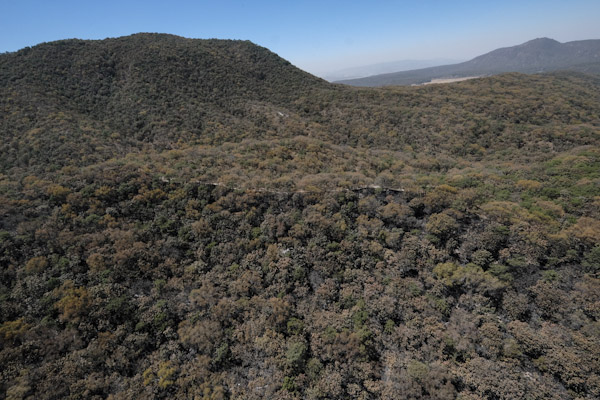 Declaran extinto incendio en bosque La Primavera