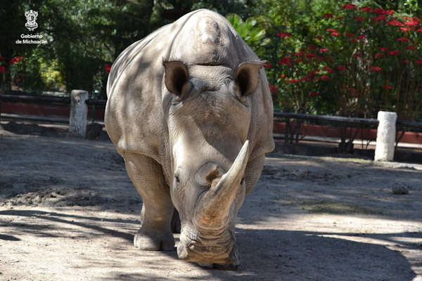 Zenaida, Rinoceronte blanco del Zoológico de Morelia