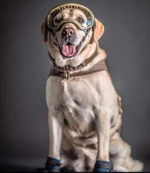 Murió Nahla, la perrita rescatista