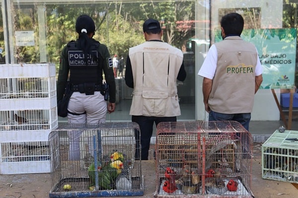 Profepa y SSP aseguran 77 aves, las recibe el zoológico de Morelia