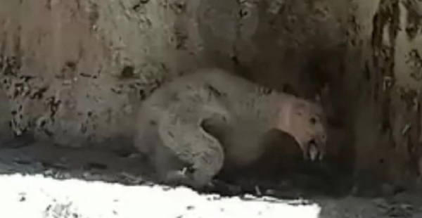 Zoológico de Chapultepec tiene nuevo inquilino, nace cría de Cóndor de California