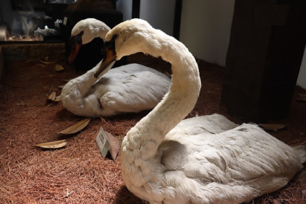 Zoológico de Morelia invita a conocer la colección del Avimuseo