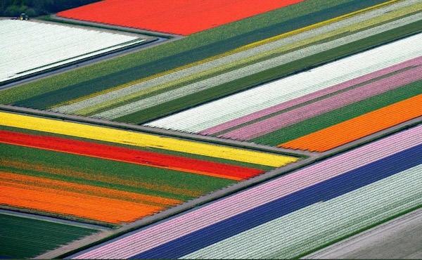 Florecen paisajes de tulipanes en Países Bajos