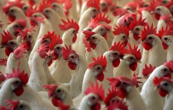 16 millones de aves son sacrificadas en Francia