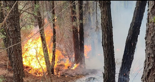Incendios forestales en Michoacán han sido provocados