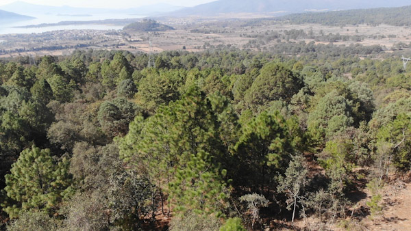 Cofom celebra 71 años preservando los bosques de Michoacán