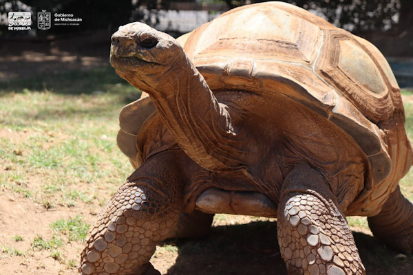 Tortuga en Zoo es de las más grandes del mundo
