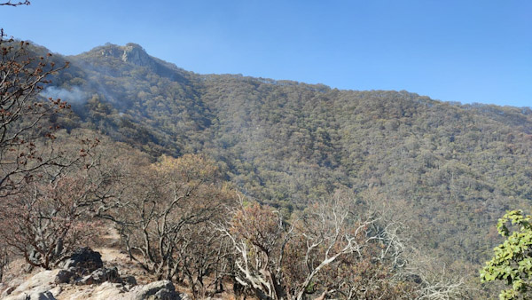 Brigadistas atienden siete incendios activos: Cofom