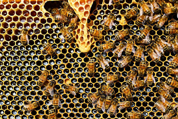 Hoy día mundial de las abejas