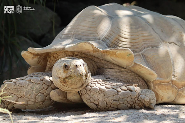 Zoológico de Morelia invita a conocer sus 11 especies de tortugas