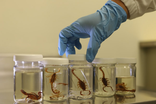 Michoacán con menos casos de picadura de alacrán