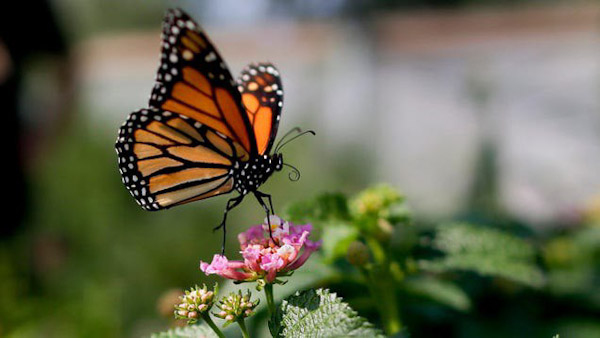 Se podría extinguir la Mariposa monarca