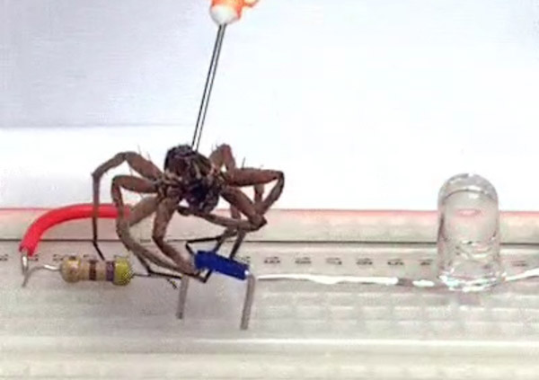 Usan arañas para crear “necrobots”
