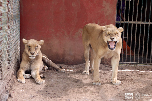 Felinos rescatados, aún con pronóstico reservado