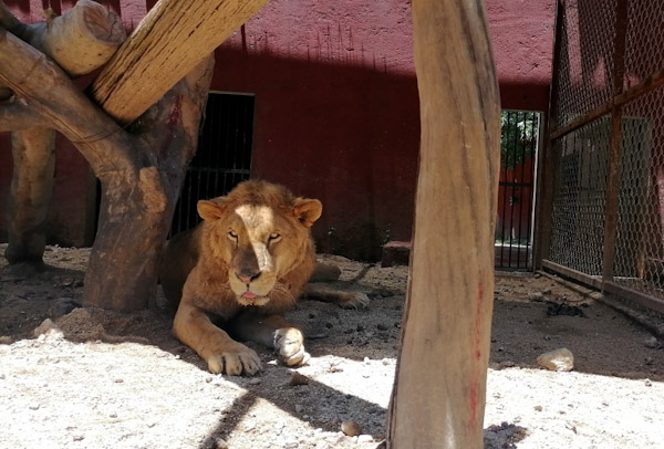 Estables, felinos rescatados del Ajusco