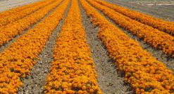 Campesinos cultivan Flor de Cempasuchitl en La Piedad.
