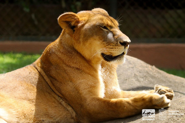 Festeja Zoológico de Morelia su 52 aniversario