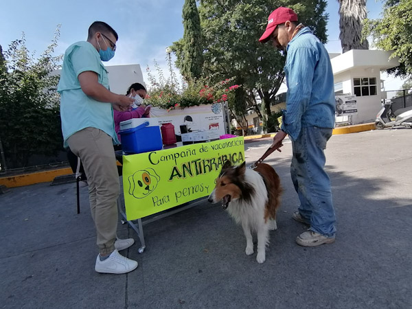 120 mil mascotas vacunadas en Michoacán