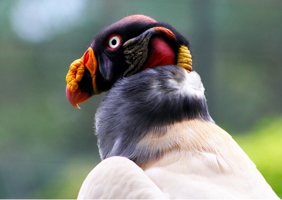Zoológico de Morelia invita a conocer el zopilote rey