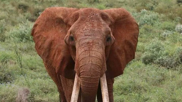 Muere elefanta con colmillos más largos en Kenia