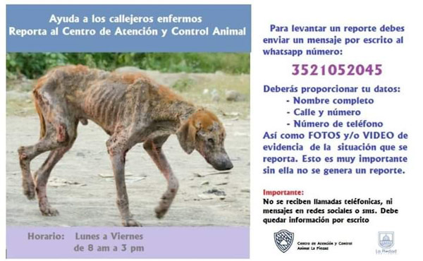 Piden a ciudadanos evitar maltrato de animales callejeros
