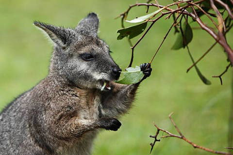 Descubren adicción en animales en Australia