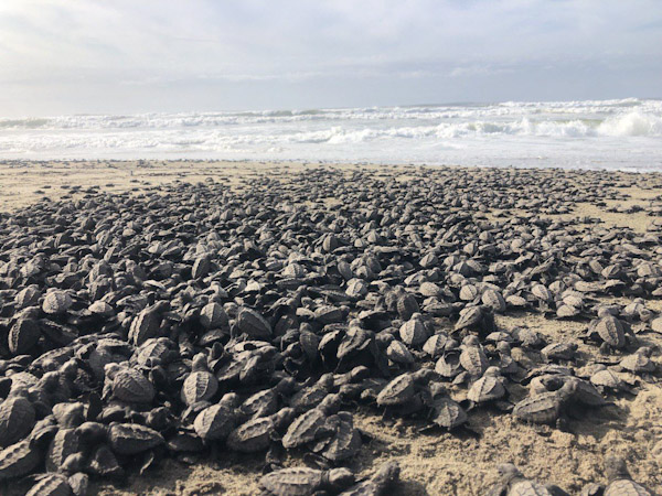 Más de un millón de crías de tortuga marina, liberadas en Michoacán