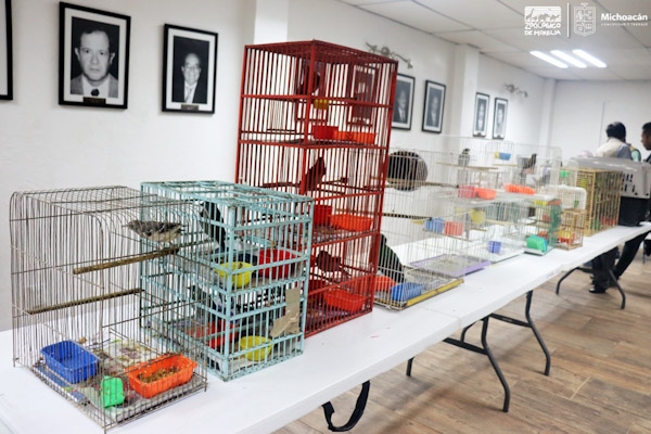 Recibe Zoológico de Morelia 48 ejemplares decomisados