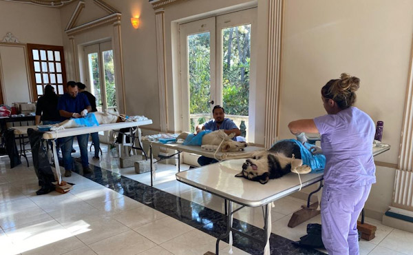 Más 17 mil esterilizaciones caninas y felinas