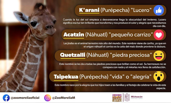 Invita ZooMorelia a ponerle nombre a bebé jirafa