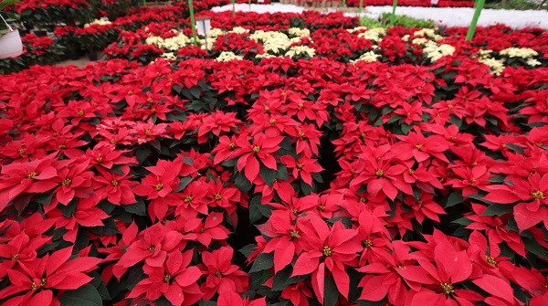 Te decimos cual es el origen de la flor más usada en navidad