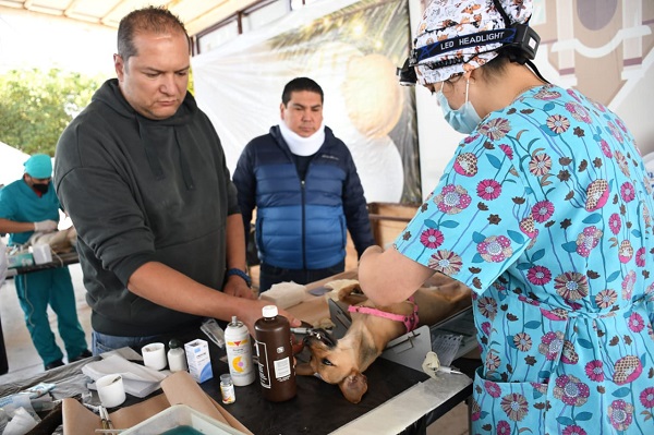 Realizan jornada de esterilización canina y felina