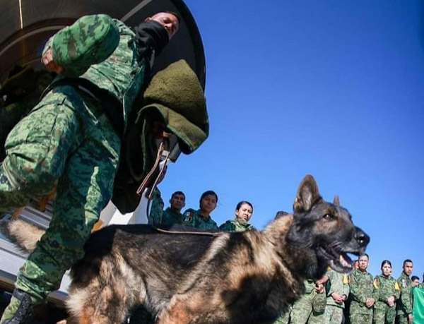 Murió Proteo, perro rescatista mexicano