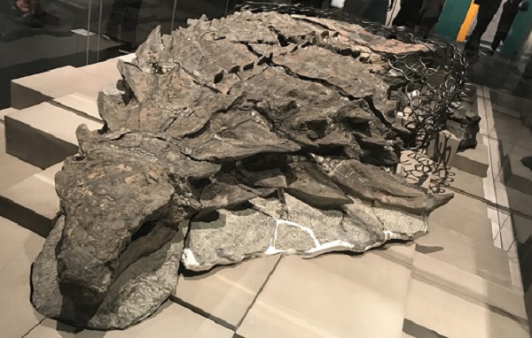Encuentran fósil de dinosaurio «intacto» en Canadá.