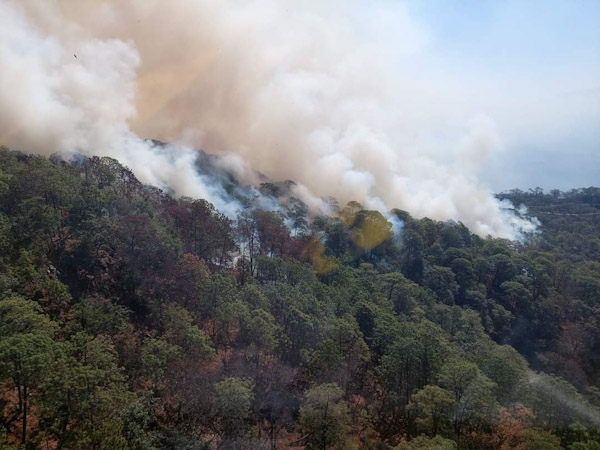 Controlado, 60% del incendio forestal en Cotija: Cofom