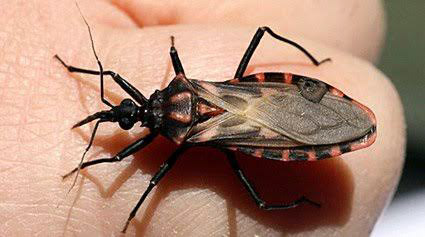 Mantienen acciones preventivas ante enfermedad de Chagas