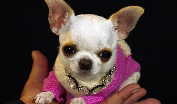 Pearl es la perrita Chihuahua más pequeña del mundo.