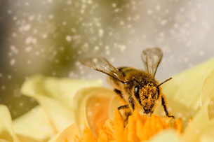 Hoy se festeja el día mundial de las abejas