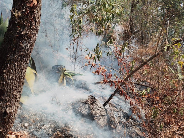 Incendios forestales generan partículas contaminantes en Mortalidad.