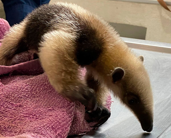 Zoológico de Morelia recibe a oso hormiguero rescatado
