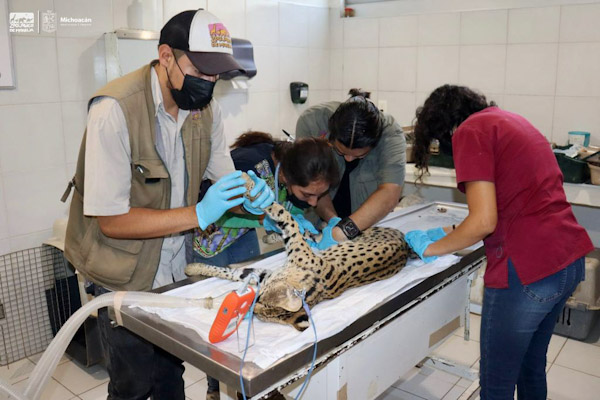 Zoológico de Morelia recibe a serval decomisado por la Profepa.