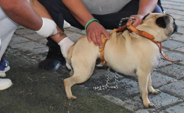 Anuncian jornada de vacunación antirrábica felina y canina