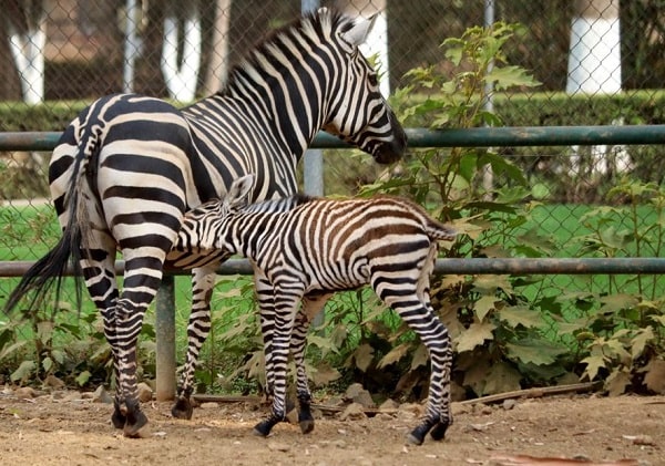 Este verano conoce a las 2 nuevas crías de cebra en el Zoo de Morelia