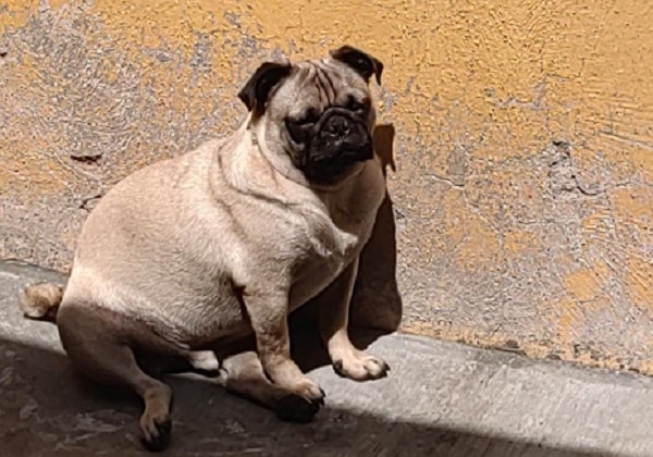 Hoy es día mundial del perro.