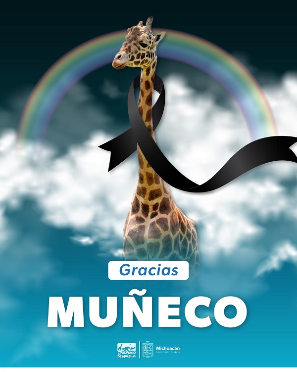 Murió Muñeco, la jirafa del zoológico de Morelia