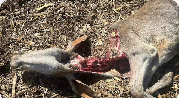 Reportan mas ganado muerto en zona rural